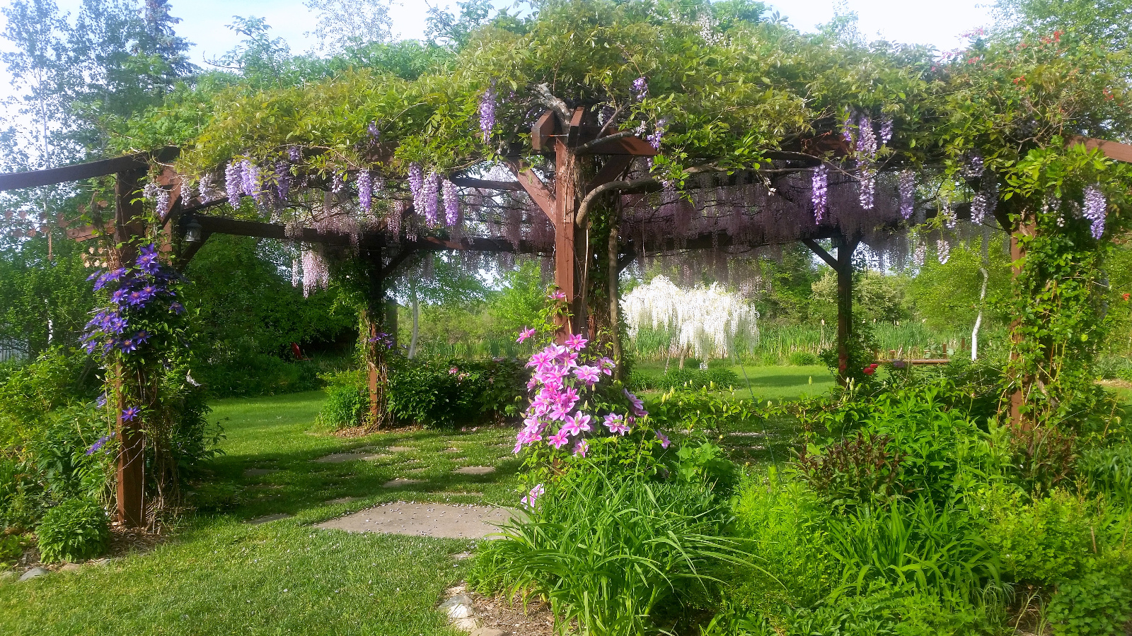 WISTERIA IN BLOOM ATOP FLOWERING GAZEBO; MORE CLEMATIS START OPENING
